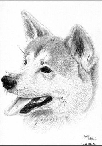 Desenho de Cachorro: Cachorro Akita para desenhar