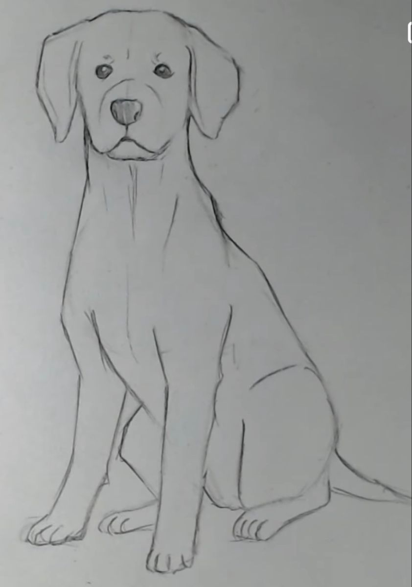 Desenho de Cachorro: Cachorro Labrador para desenhar