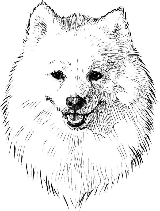 Desenho de Cachorro: Cachorro Samoiedo para desenhar