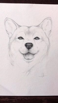 Desenho de Cachorro: Cachorro Shiba Inu para desenhar