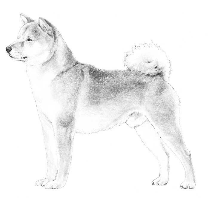 Desenho de Cachorro: Cachorro Shiba Inu para desenhar