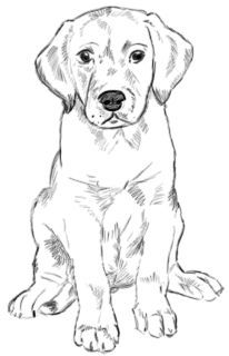 Desenho de Cachorro: Labrador Retriever para desenhar