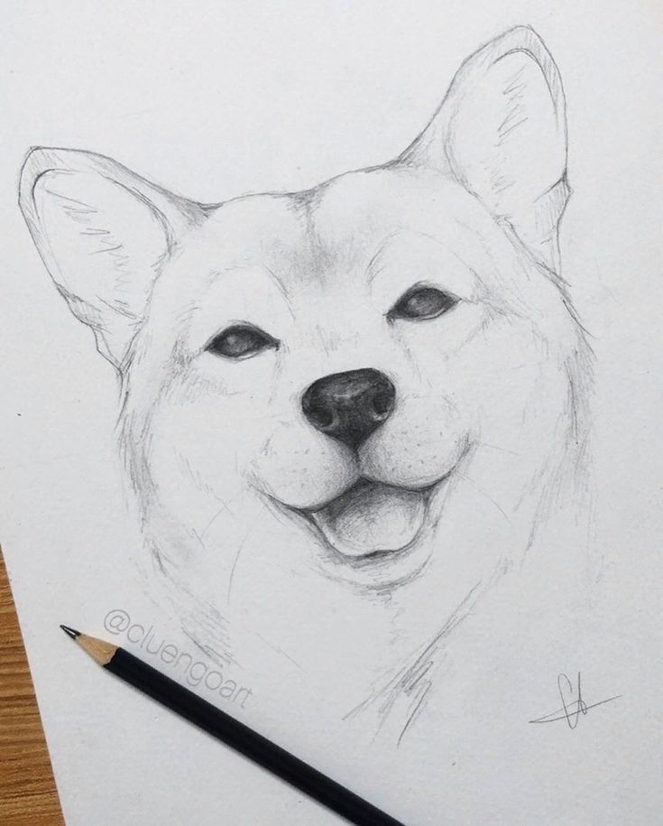 Desenho de Cachorro: Cachorro Shiba Inu para desenhar