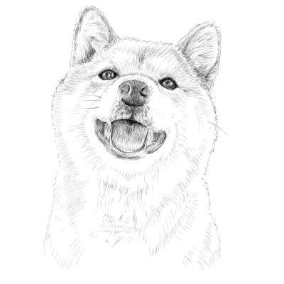 Desenho de Cachorro: Cachorro Shiba Inu para desenhar
