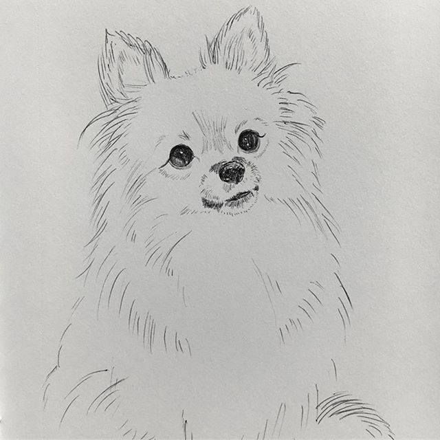Desenho de Cachorro: Cachorro Pomeranian para desenhar