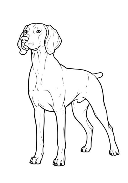 Desenho de Cachorro: Cachorro Weimaraner para desenhar