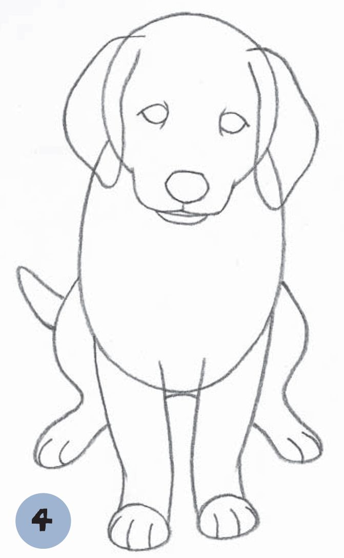 Desenho de Cachorro: Cachorro Labrador para desenhar