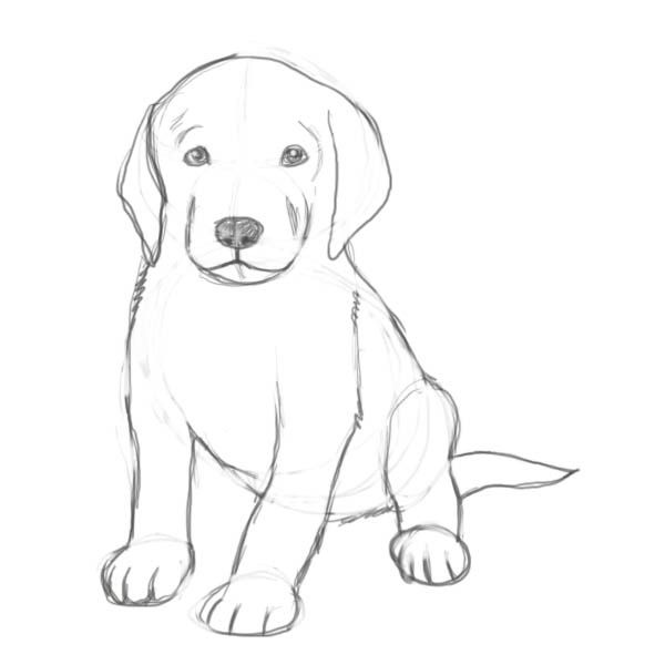 Desenho de Cachorro: Cachorro Labrador Fofa para desenhar