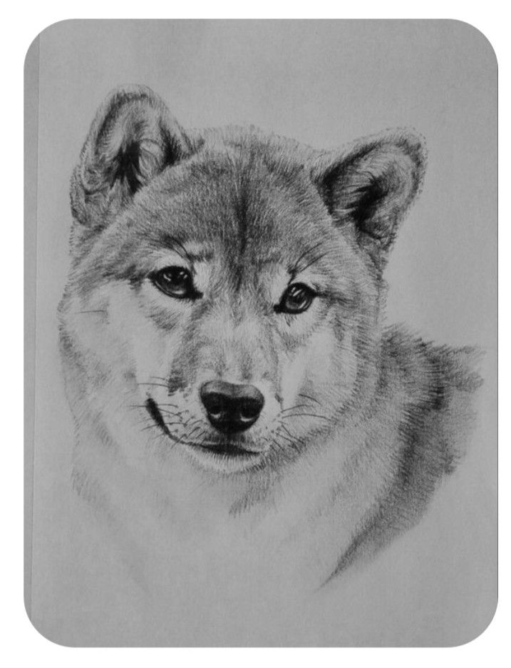 Desenho de Cachorro: Cachorro Shiba Inu para desenhar
