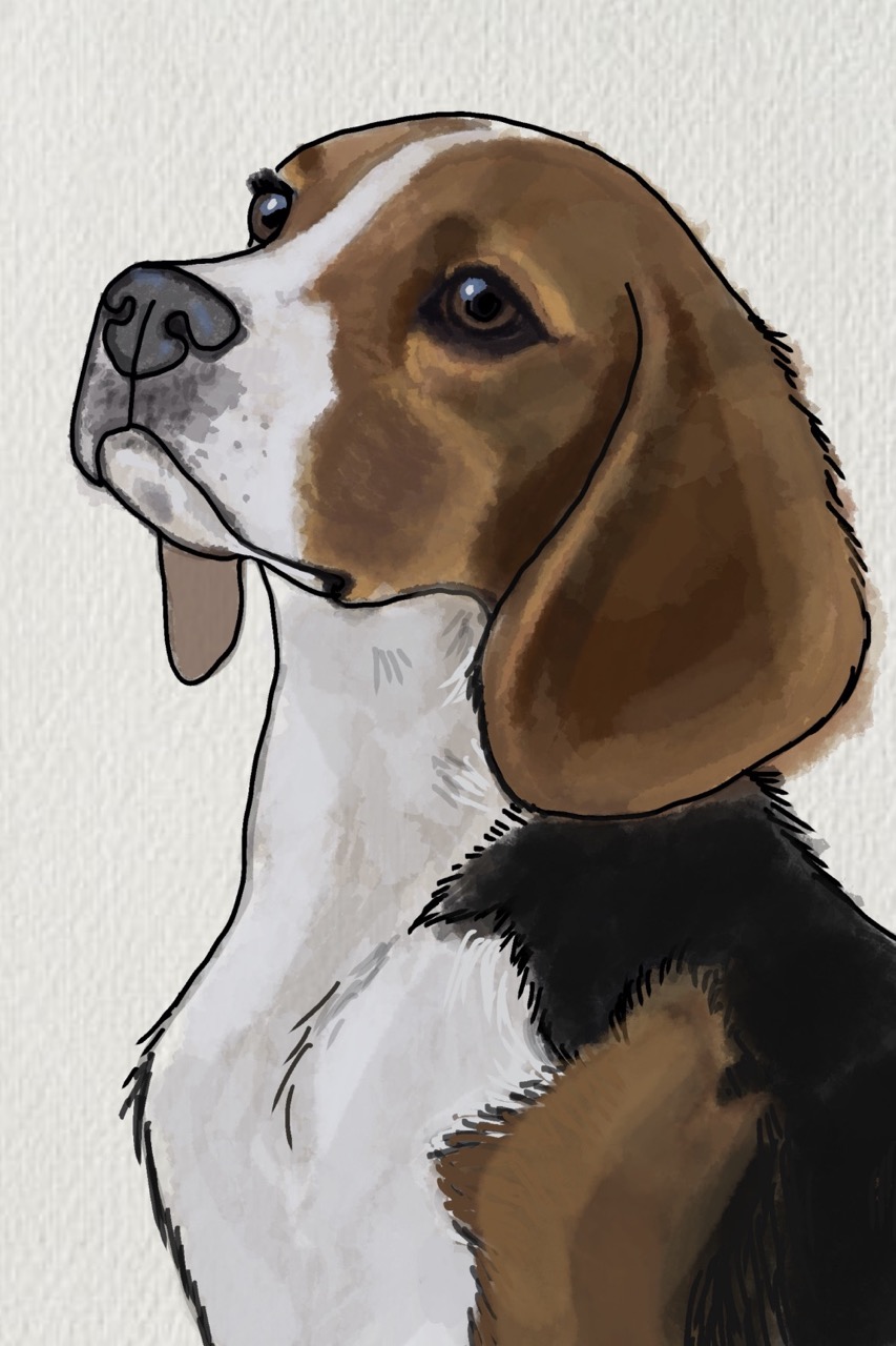 Desenho de Cachorro: Beagle bonito para desenhar