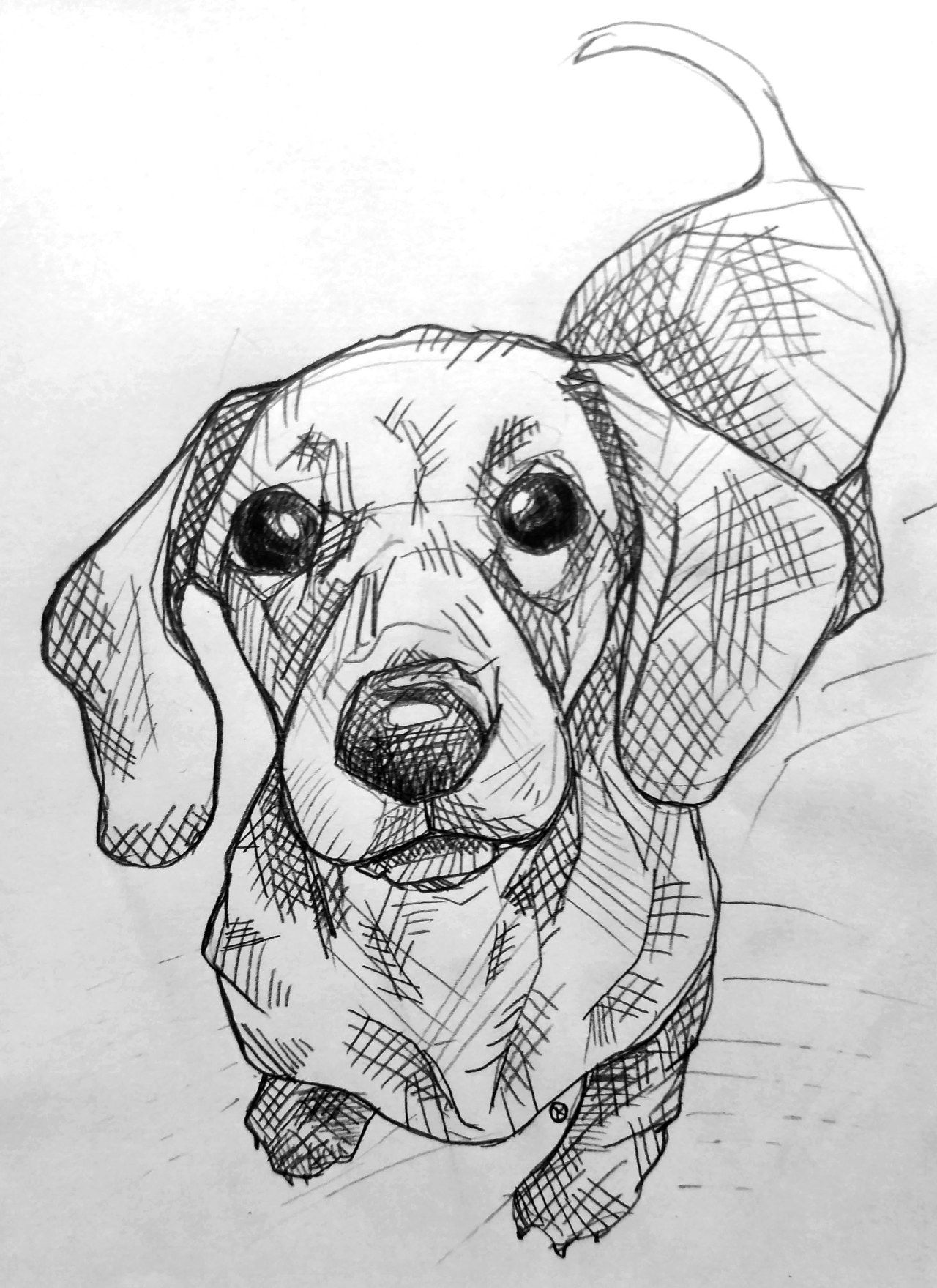 Desenho de Cachorro: Dachshund Fofo para desenhar