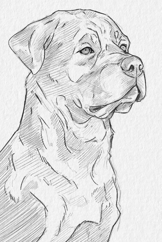 Desenho de Cachorro: Cachorro Rottweiler para desenhar