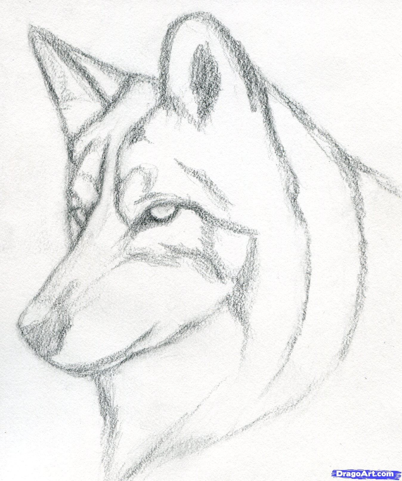 Desenho de Cachorro: Lobo Siberiano para desenhar