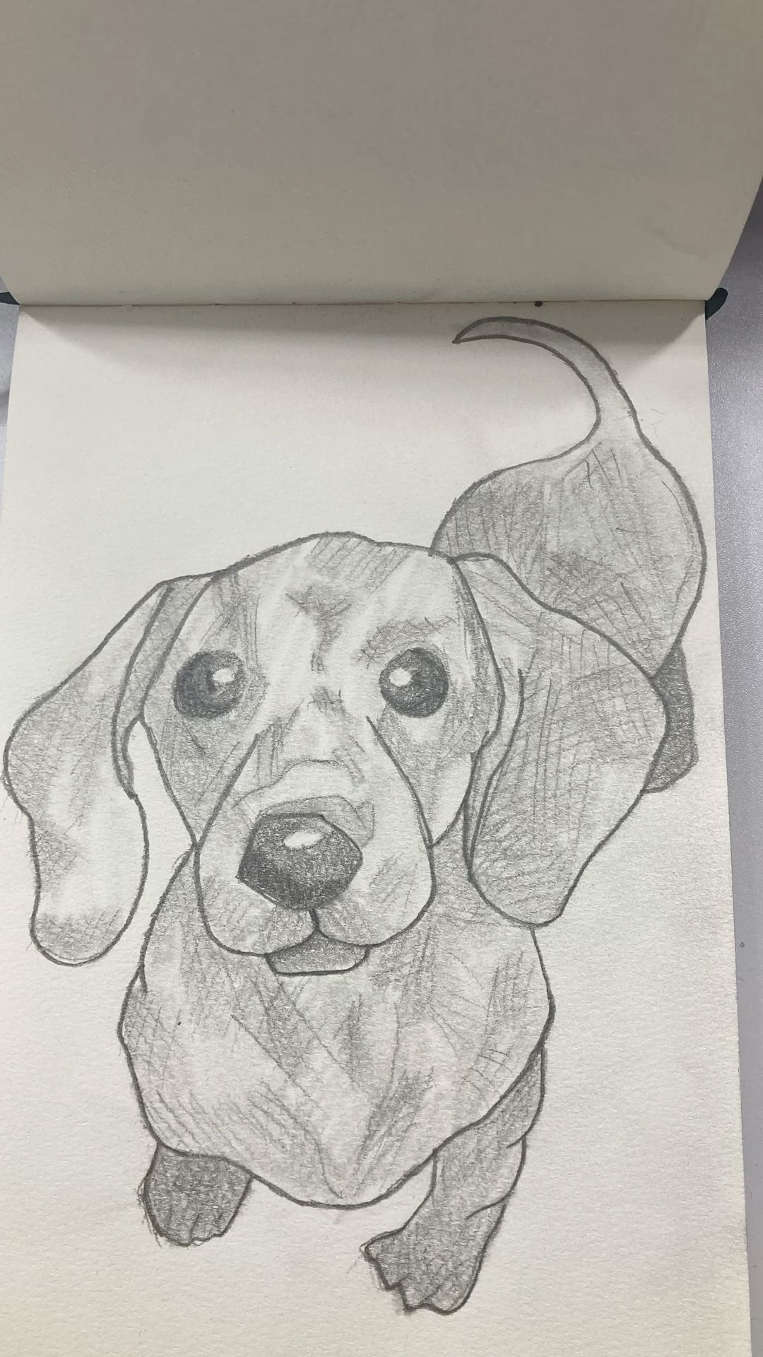 Desenho de Cachorro: Cachorro modelo Dachshund para desenhar