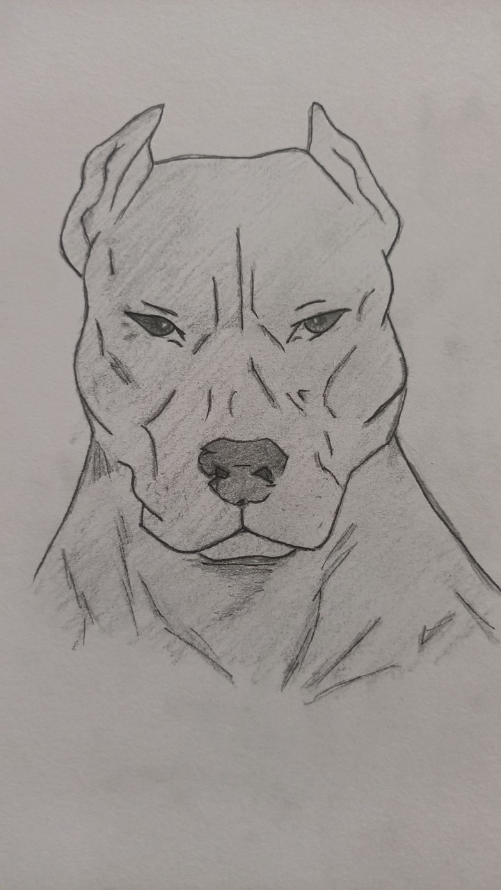 Desenho de Cachorro: Cachorro Pitbull para desenhar