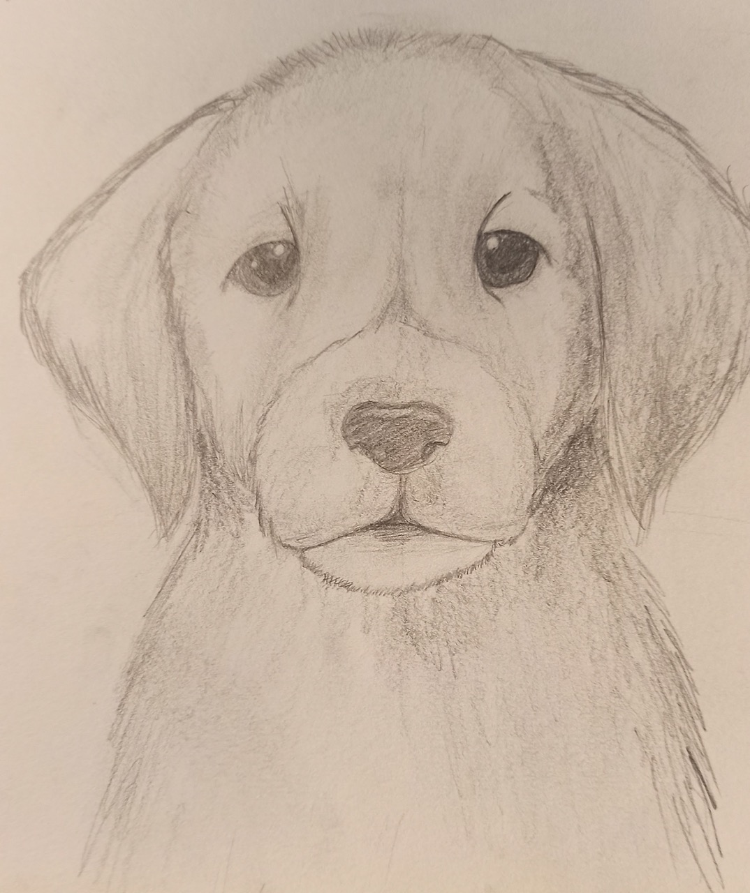Desenho de Cachorro: Labrador Retriever para desenhar