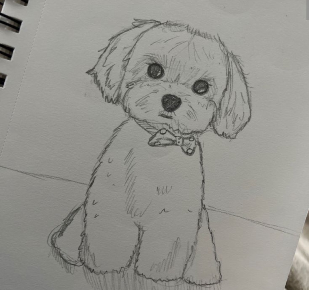 Desenho de Cachorro Poodle para desenhar fácil