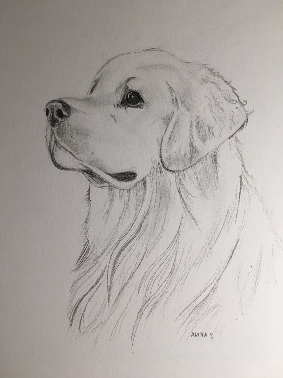 Desenho de Cachorro: Cachorro Golden Retriever para desenhar