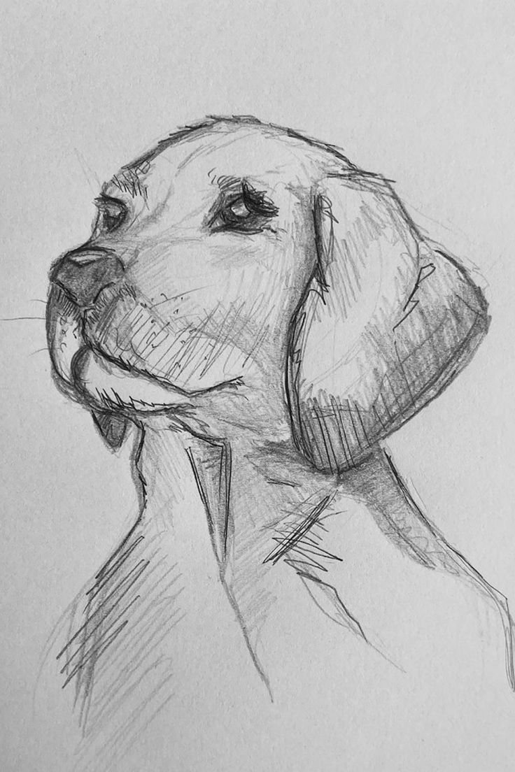 Desenho de Cachorro: Labrador Retriever para desenhar