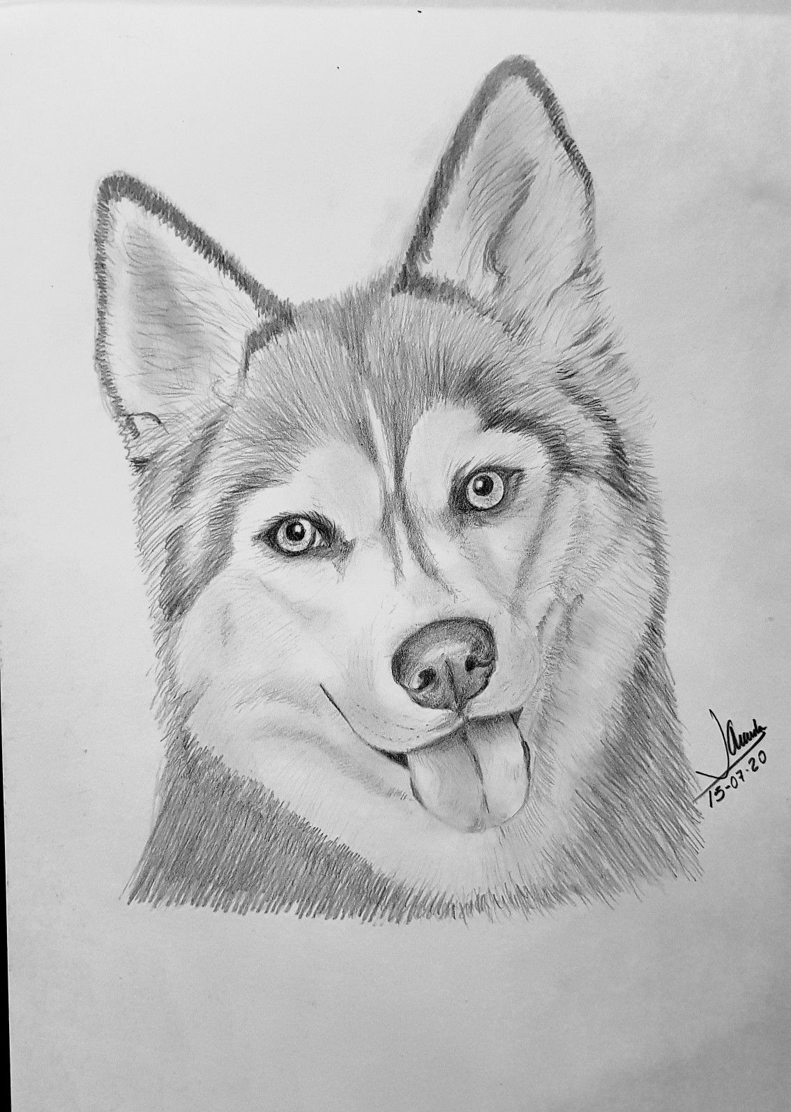 Desenho de Cachorro: Cachorro Husky Siberiano para desenhar