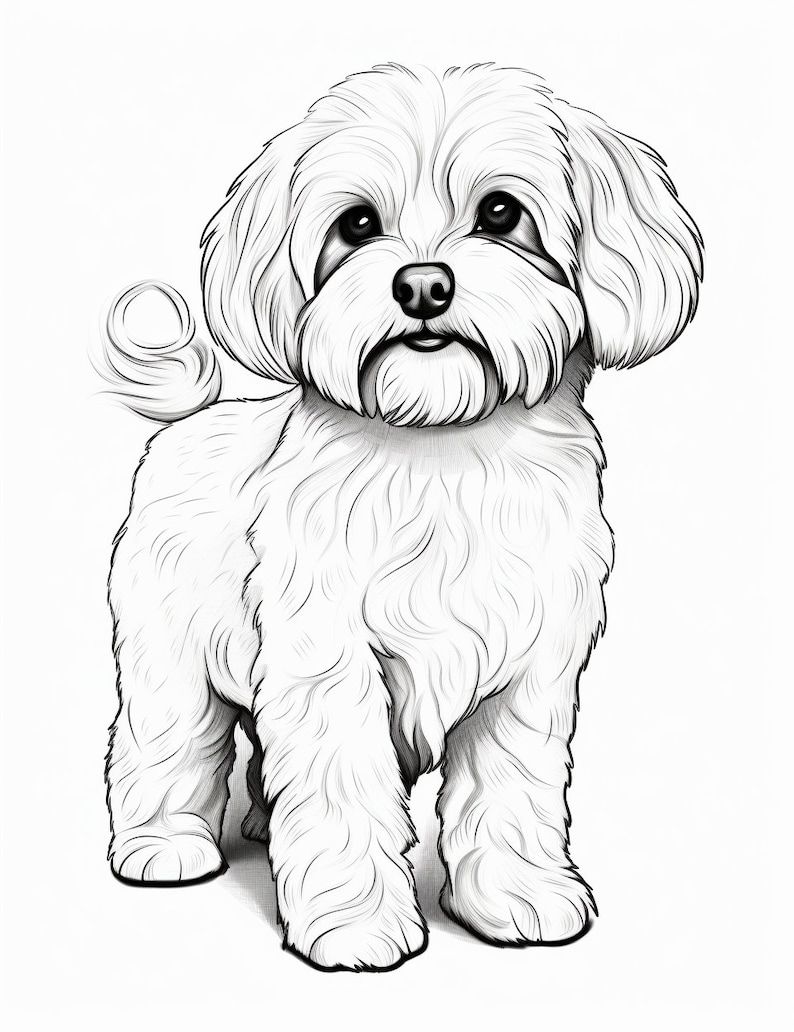 Desenho de Cachorro: Cachorro de Raça Maltês para desenhar