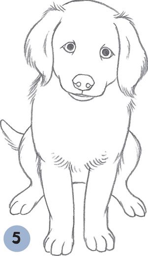 Desenho de Cachorro: Cachorro Labrador para desenhar