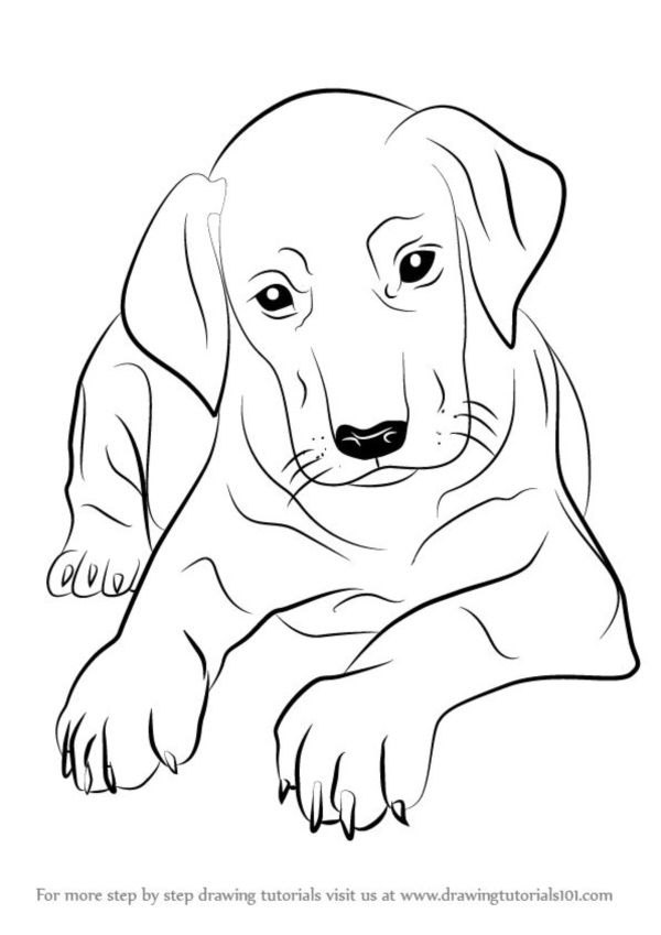Desenho de Cachorro: Cachorro Labrador para desenhar