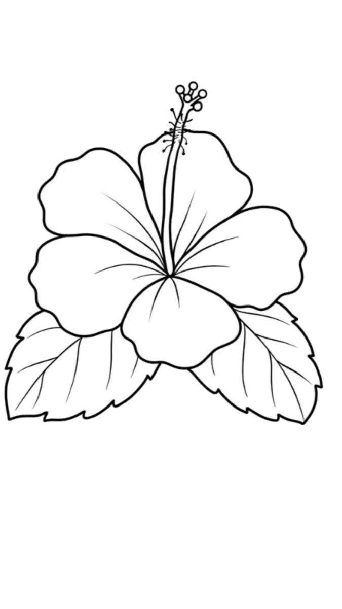 Desenho de Flores: Flor de Hibisco para desenhar