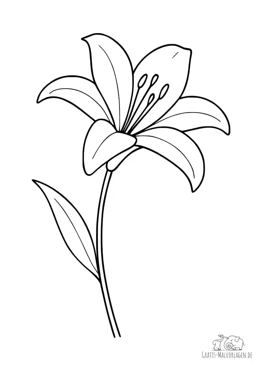 Desenho de Flores: Lírio para desenhar