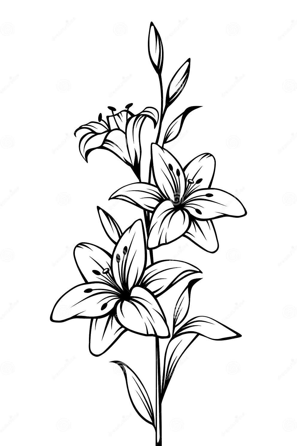 Desenho de Flores: Lírio para desenhar