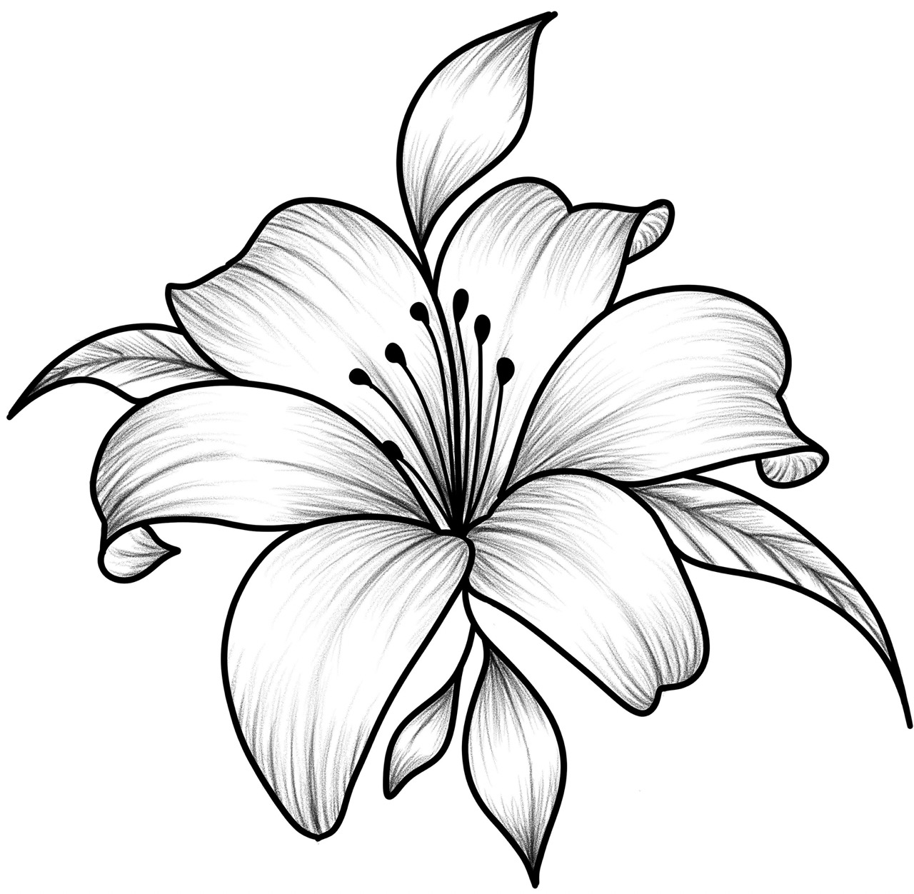 Desenho de Flores: Lírio para desenhar