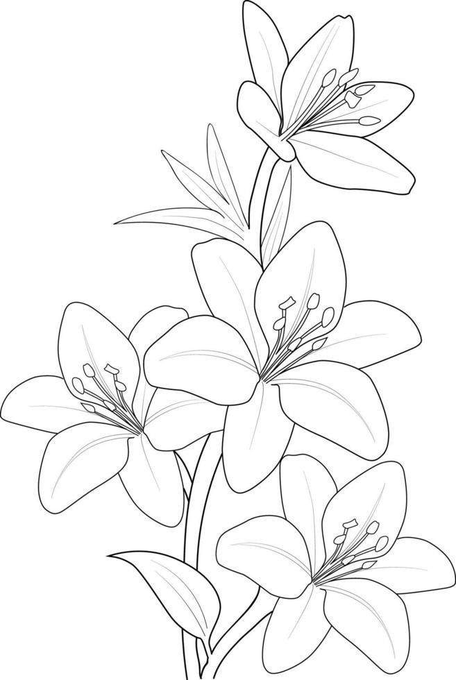 Desenho de Flores: Lírio para desenhar