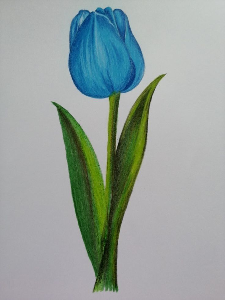 Desenho de Flores: Tulipa Azul para desenhar