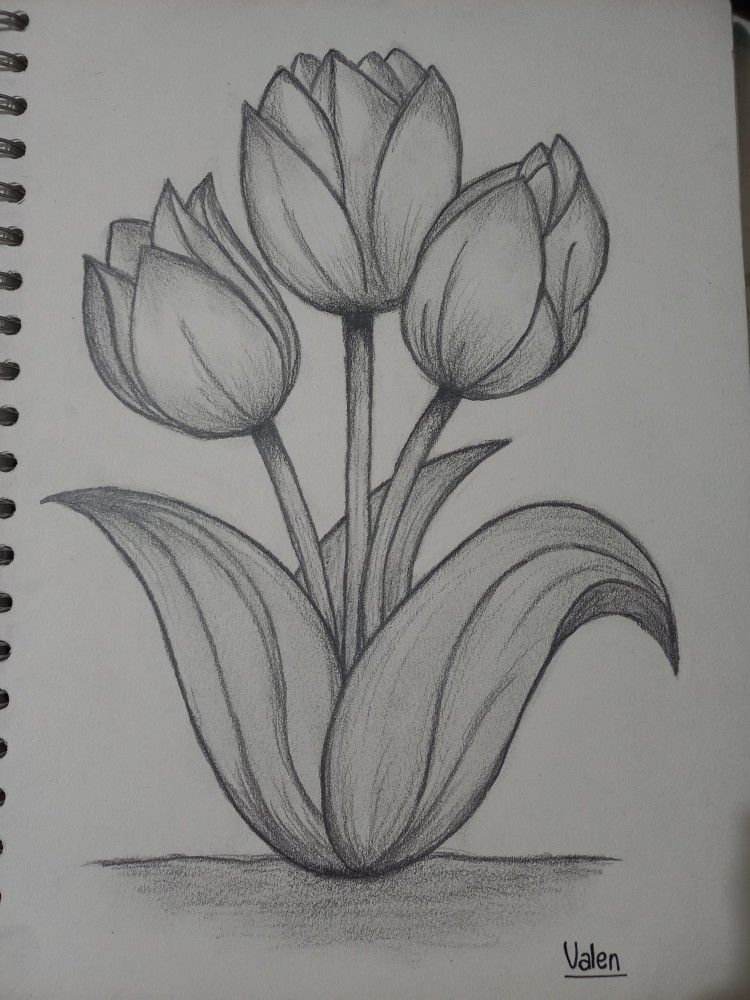 Desenho de Flores: Tulipas para desenhar