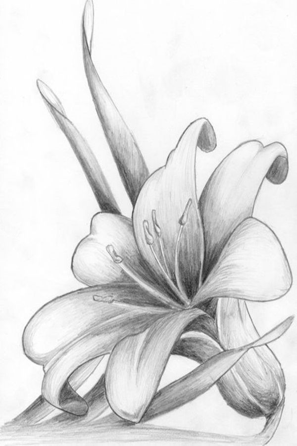 Desenho de Flores: Flor Lírio para desenhar