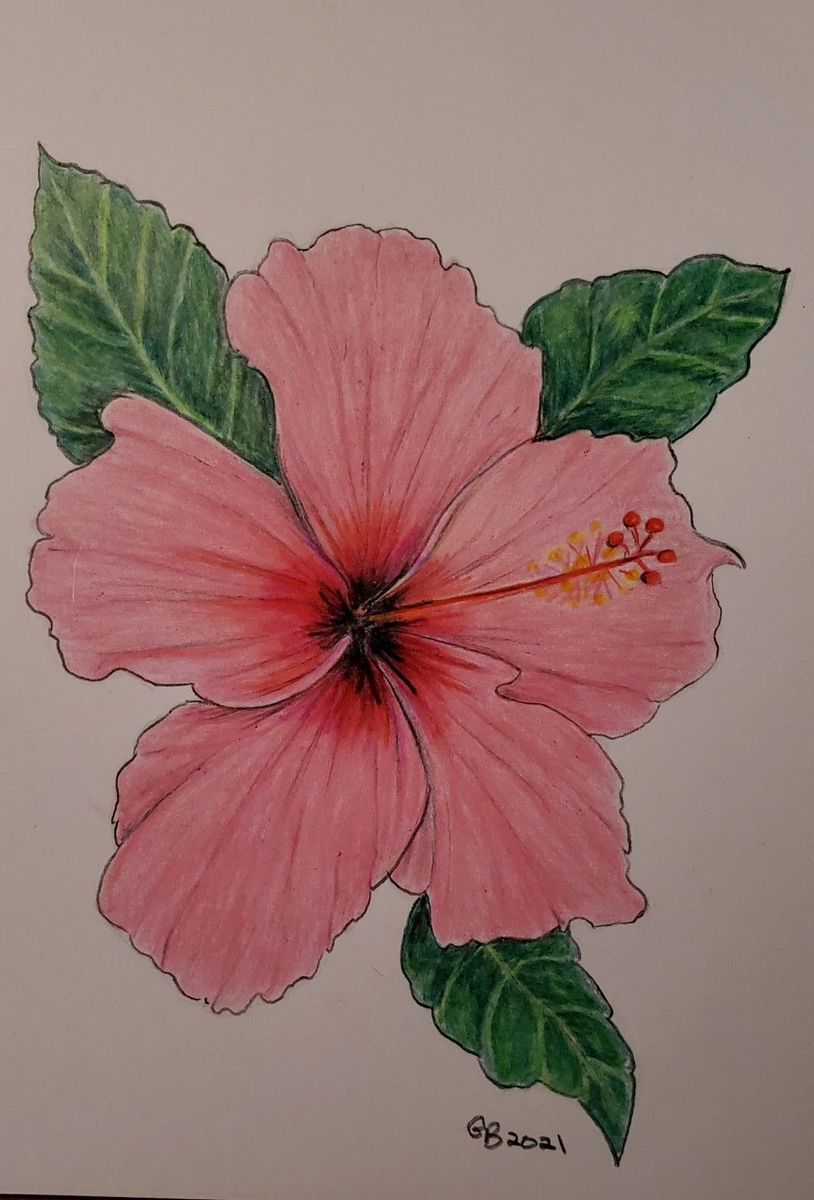 Desenho de Flores: Flor de Hibisco para desenhar