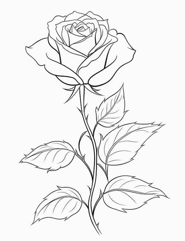 Desenho de Flores: Rosa para desenhar