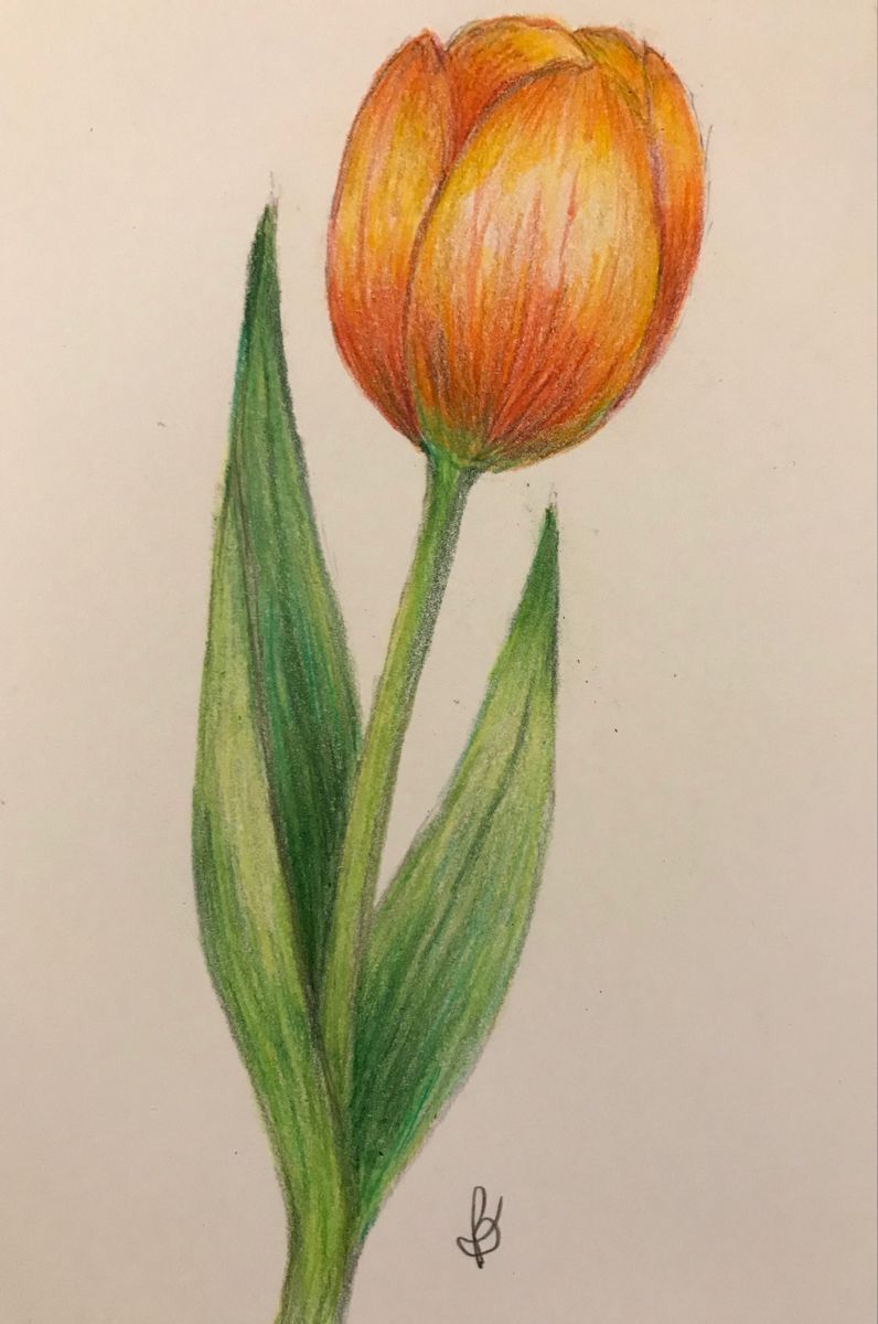 Desenho de Flores: Tulipa laranja para desenhar