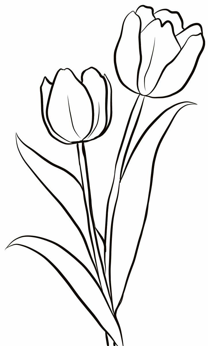 Desenho de Flores: Tulipas para desenhar