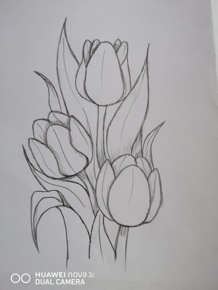 Desenho de Flores: Tulipas para desenhar