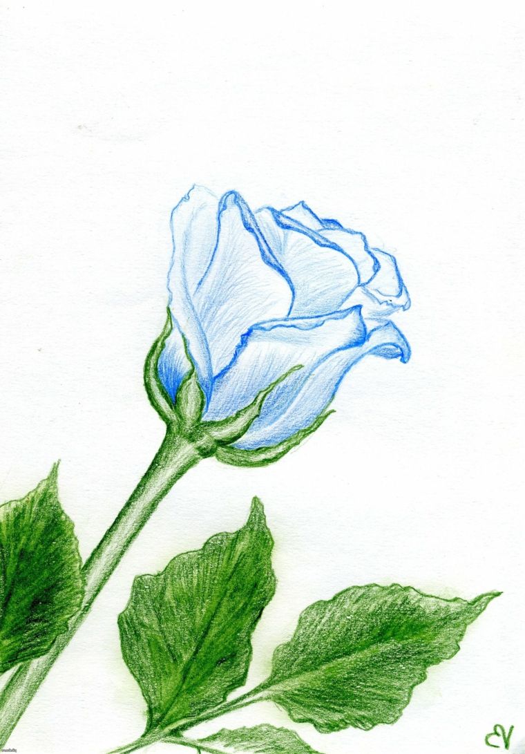 Desenho de Flores: Rosa Azul para desenhar