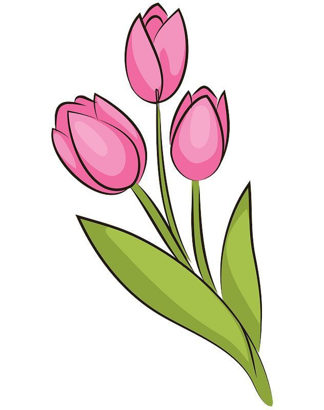 Desenho de Flores: Tulipas rosa para desenhar