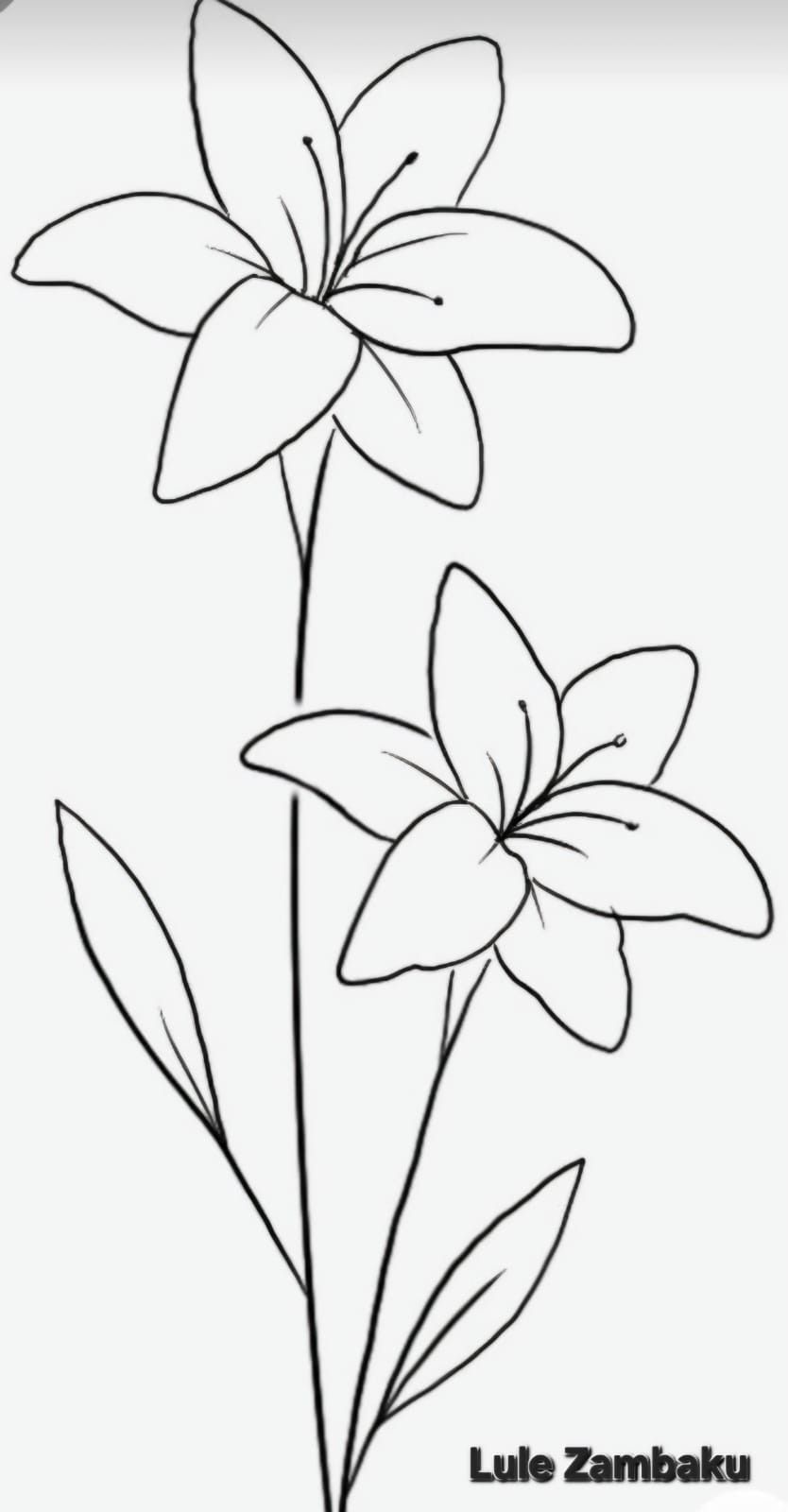 Desenho de Flores: Lírios para desenhar
