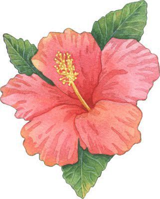 Desenho de Flores: Flor de Hibisco para desenhar
