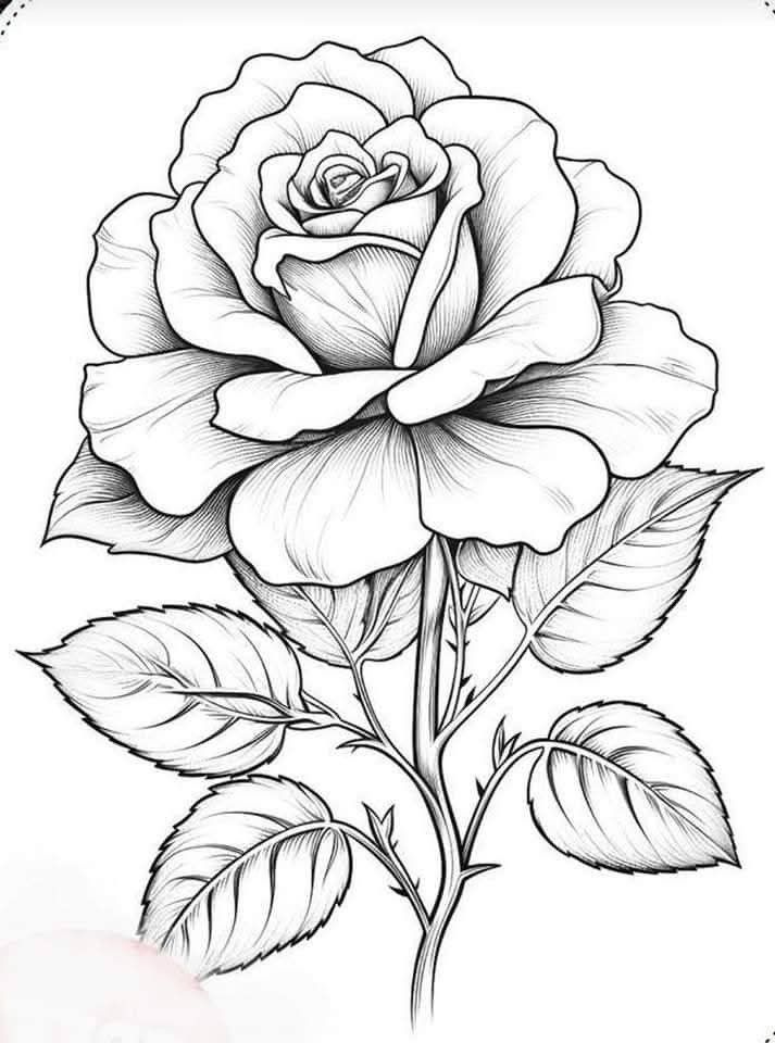Desenho de Flores: Rosa Realista para desenhar