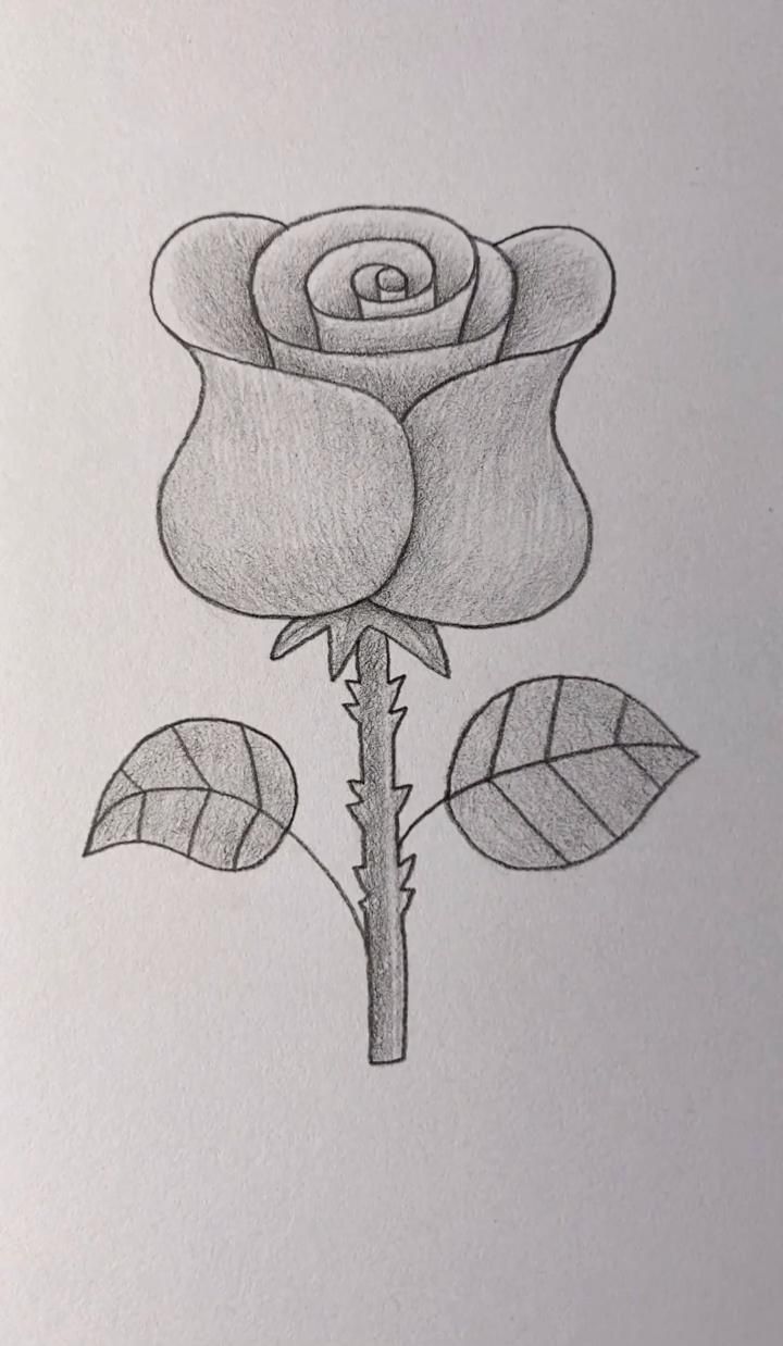 Desenho de Flores: Rosa Realista a Lápis para desenhar