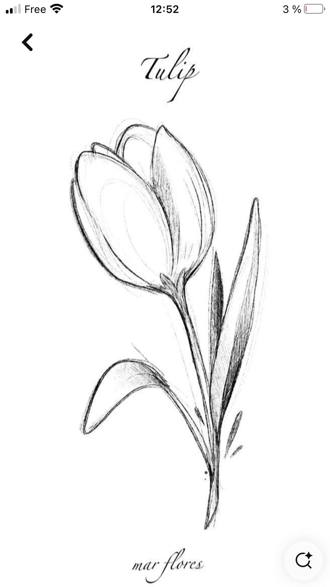 Desenho de Flores: Tulipa para desenhar