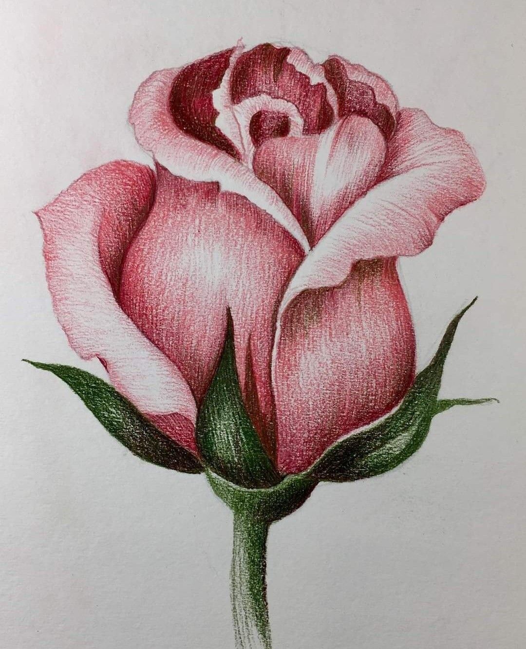 Desenho de Flores: Rosa realista para desenhar