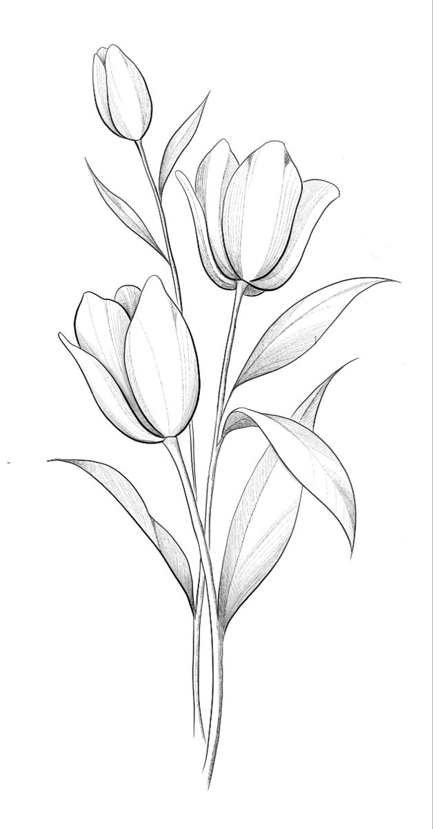 Desenho de Flores: Tulipas para desenhar