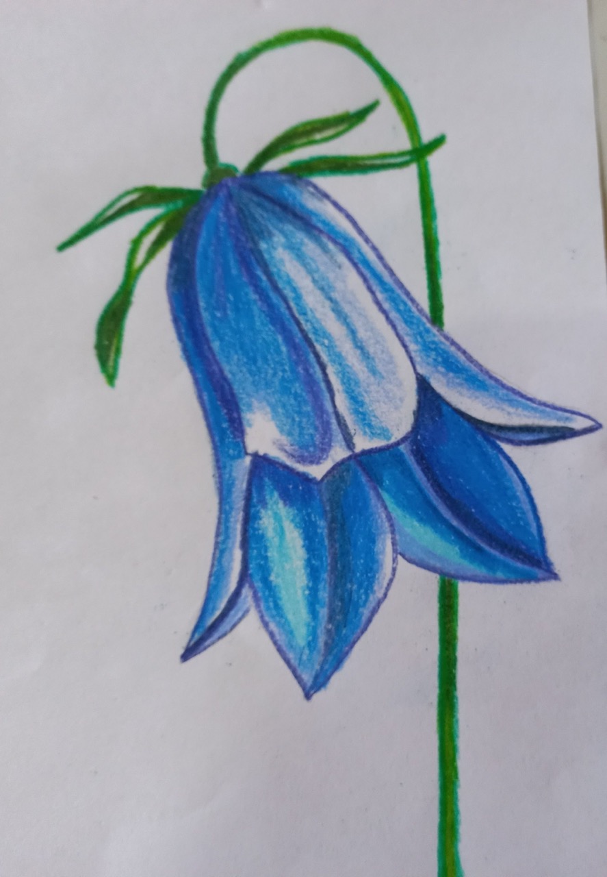 Desenho de Flores: Campanula para desenhar